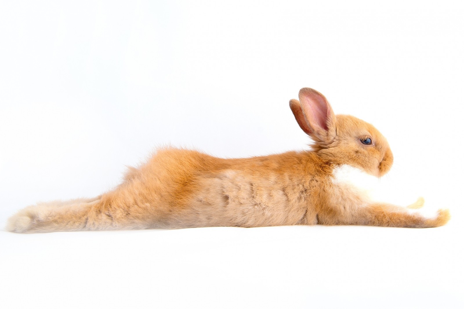 What Killed The Bunnies? The Importance Of Causation